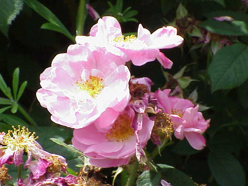 薔薇(薔薇科薔薇屬植物)