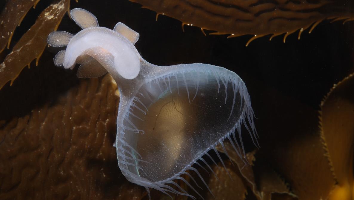 獅鬃海蛞蝓