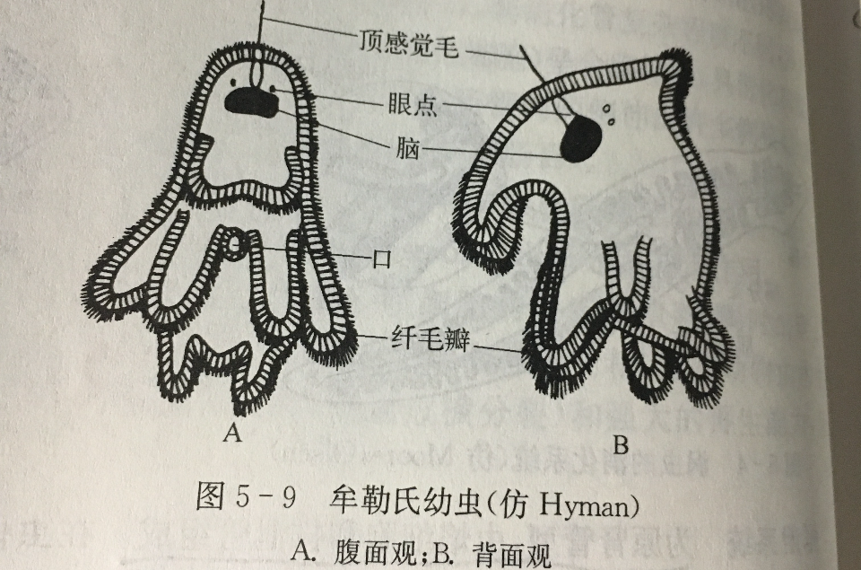 牟勒氏幼蟲