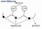 牛血清白蛋白分子式