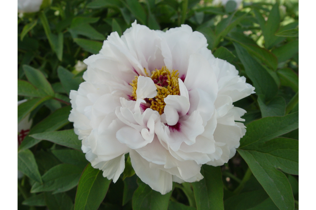 豆蔻年華(芍藥科芍藥屬植物)