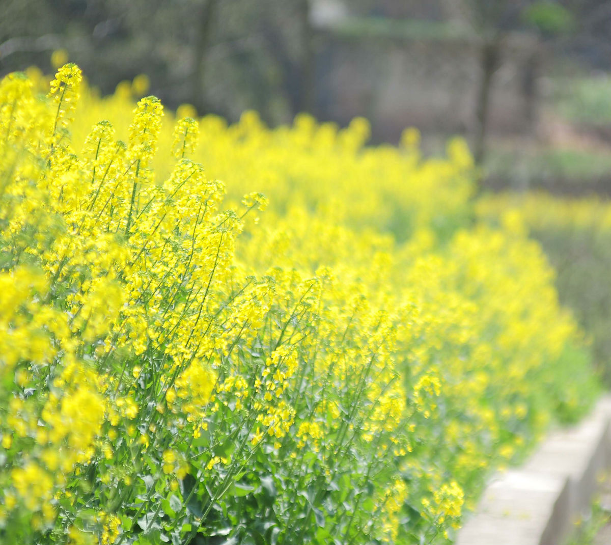 銅西油菜花