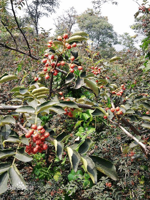 &lt;牛嶺山&gt;柿子  花椒產銷基地