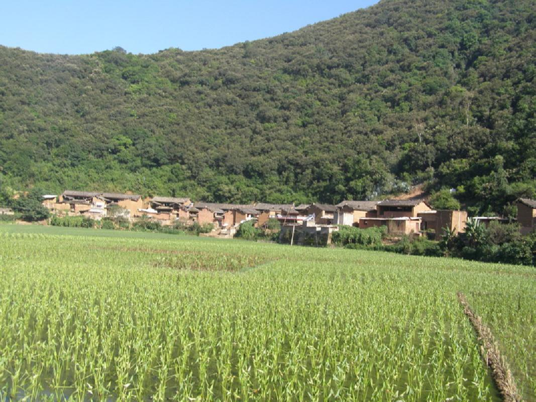 梅子樹村(雲南楚雄州南華縣龍川鎮下轄村)