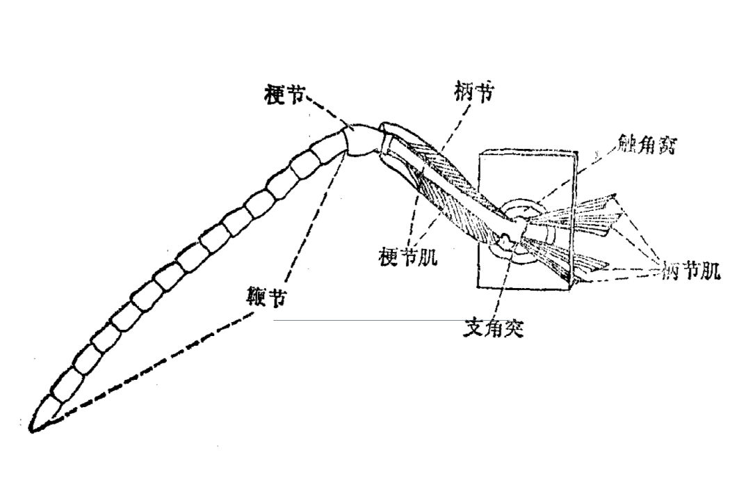 鞭節(昆蟲觸角的第三及以後各節)