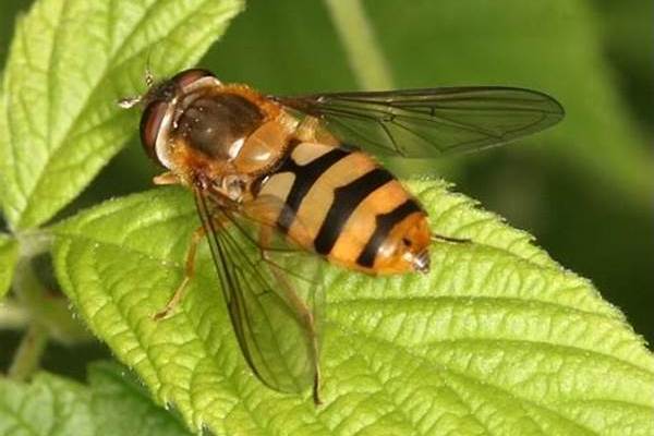 黃帶狹腹食蚜蠅