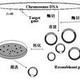 DNA克隆