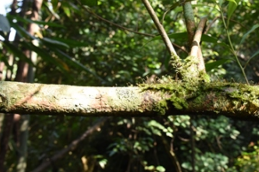 尼泊爾麻錦蘚