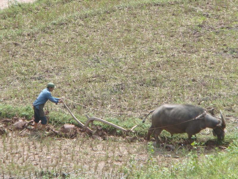 2007年時岔河村委會大橋村耕地一角