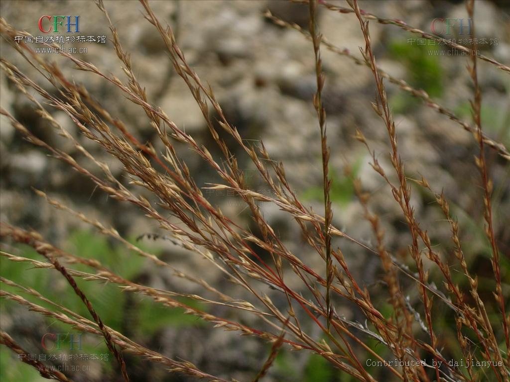 無刺野古草（變種）