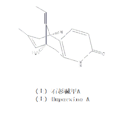 (±)-石杉鹼甲A