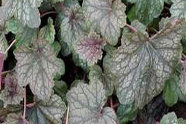 Heuchera \x27Pewter Veil\x27