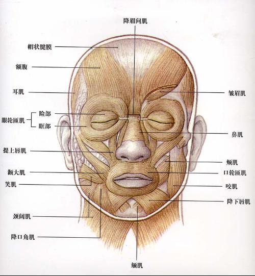 線型提緊術