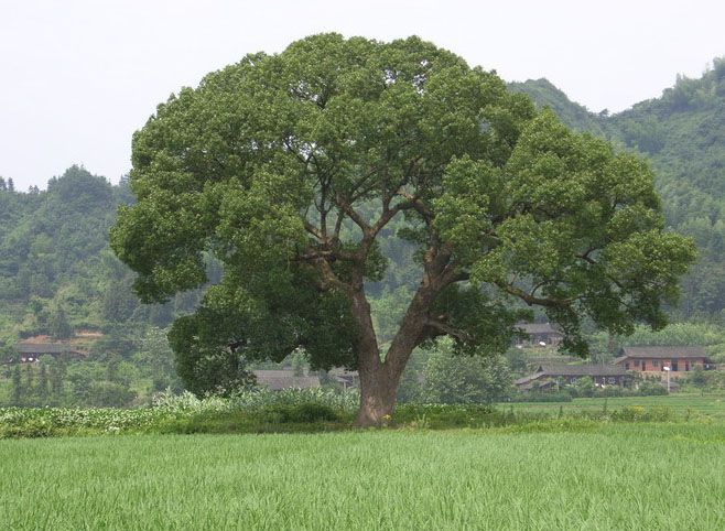 蕉林村(江西省贛州市贛縣江口鎮下轄村)