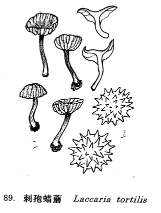 刺孢蠟蘑：1、子實體，2、孢子