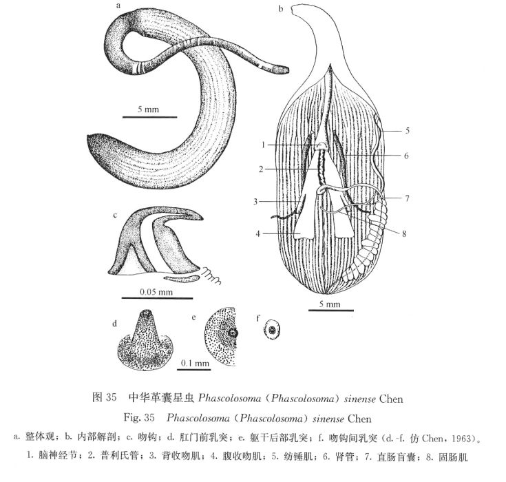 中華革囊星蟲