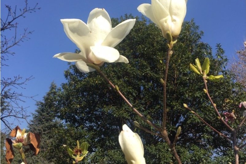 茶花公園