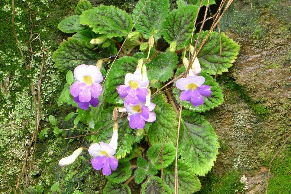 橙花漢克苣苔