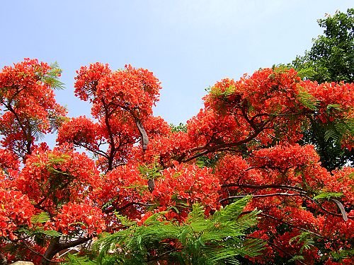 鳳凰花