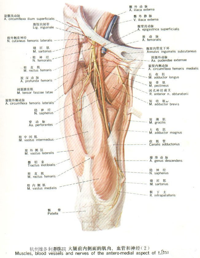 大腿吸脂手術