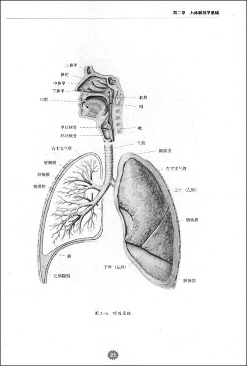 呼吸系統解剖圖