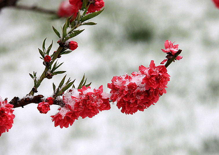 春雪(芍藥屬牡丹栽培品種)