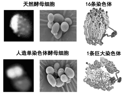 2018年度中國科學十大進展