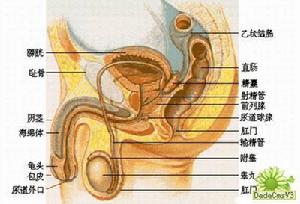 男性生殖結構示意圖