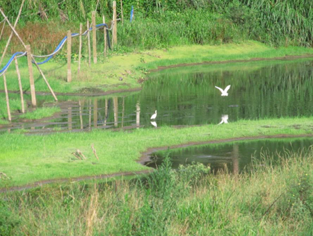 白鷺湖濕地公園