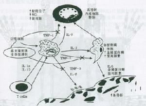 單克隆抗體製備