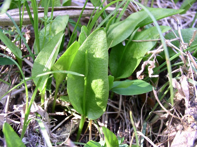 瓶耳小草(多年生小草本植物)