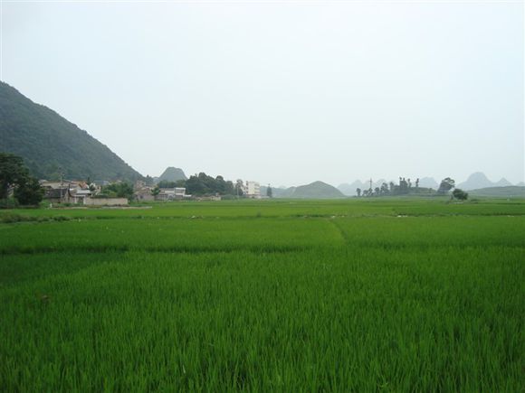 東屯村(山東黃島區紅石崖街道下轄村)