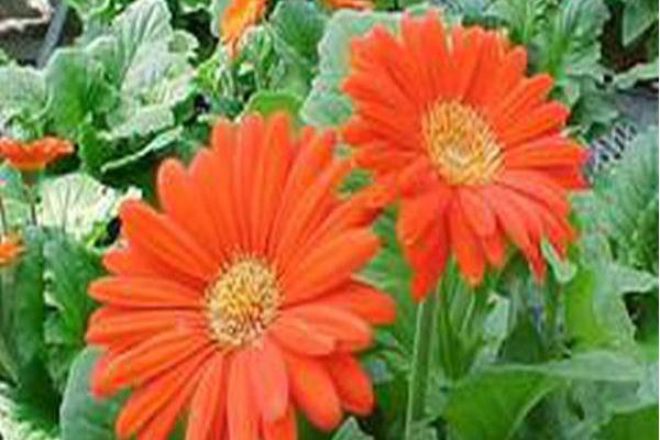 Gerbera jamesonii