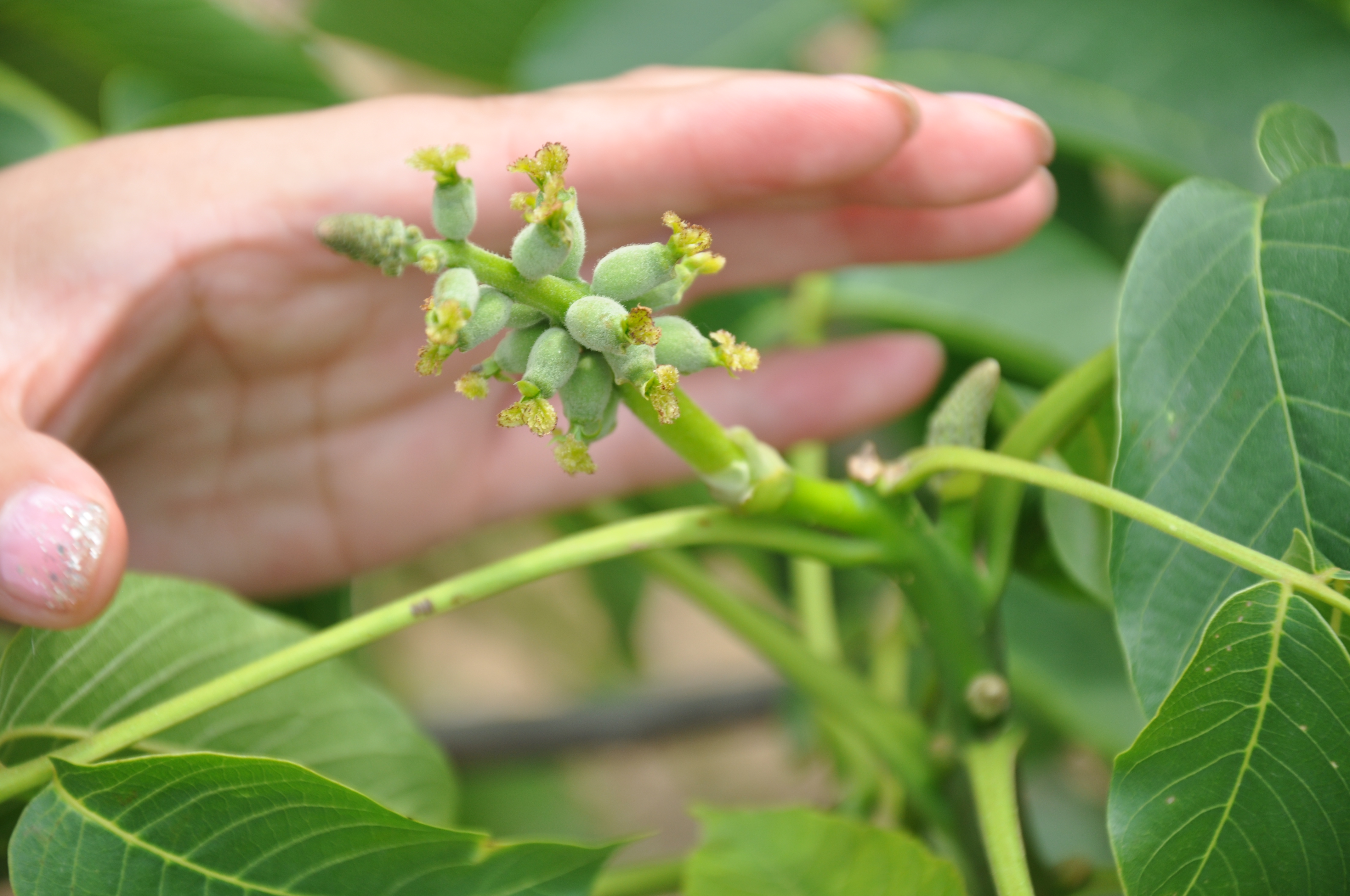 川早2號核桃苗掛果現象