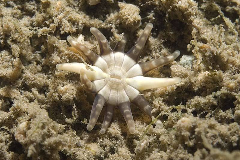 金菊蠕形海葵