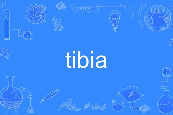 tibia