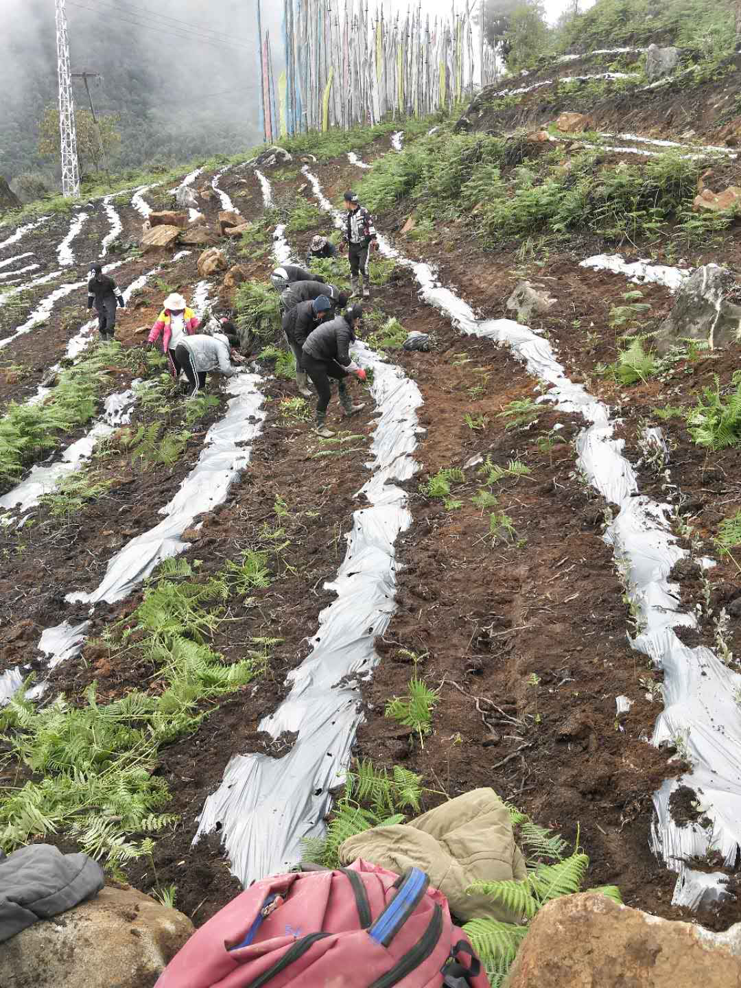 2018年4月12日背崩鄉格林村茶葉基地一角