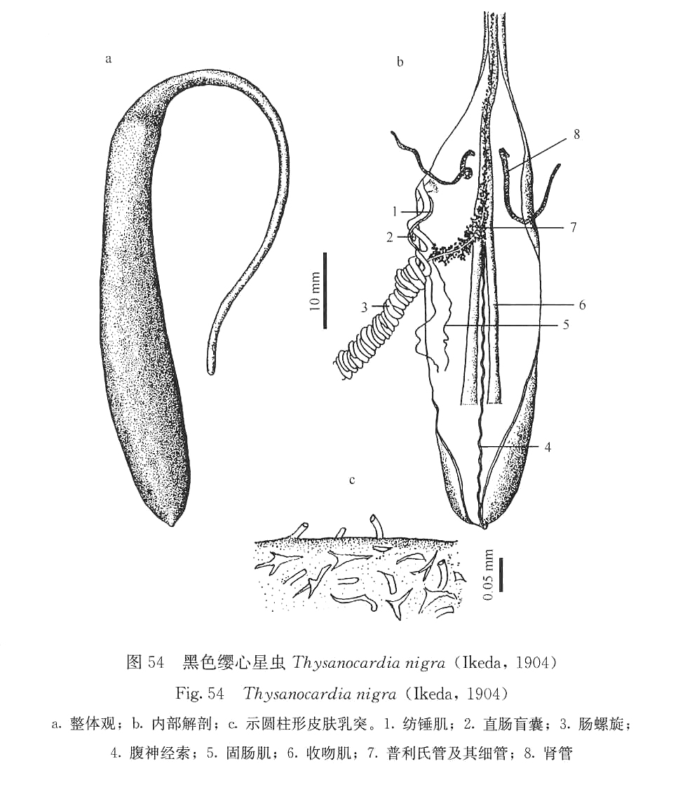 黑色纓心星蟲