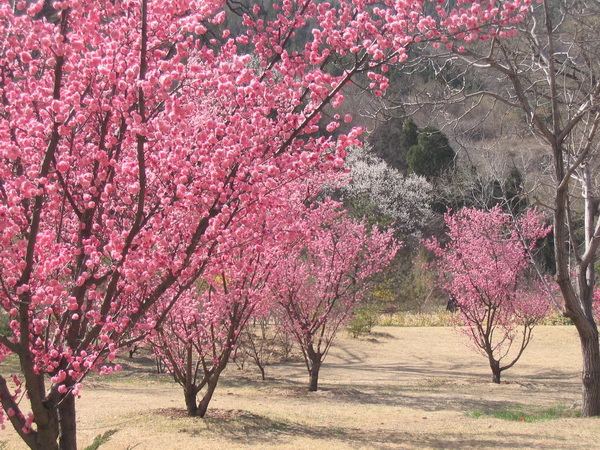 梅園(北京植物園園區)