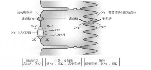 葡萄糖與Na+的協同運輸