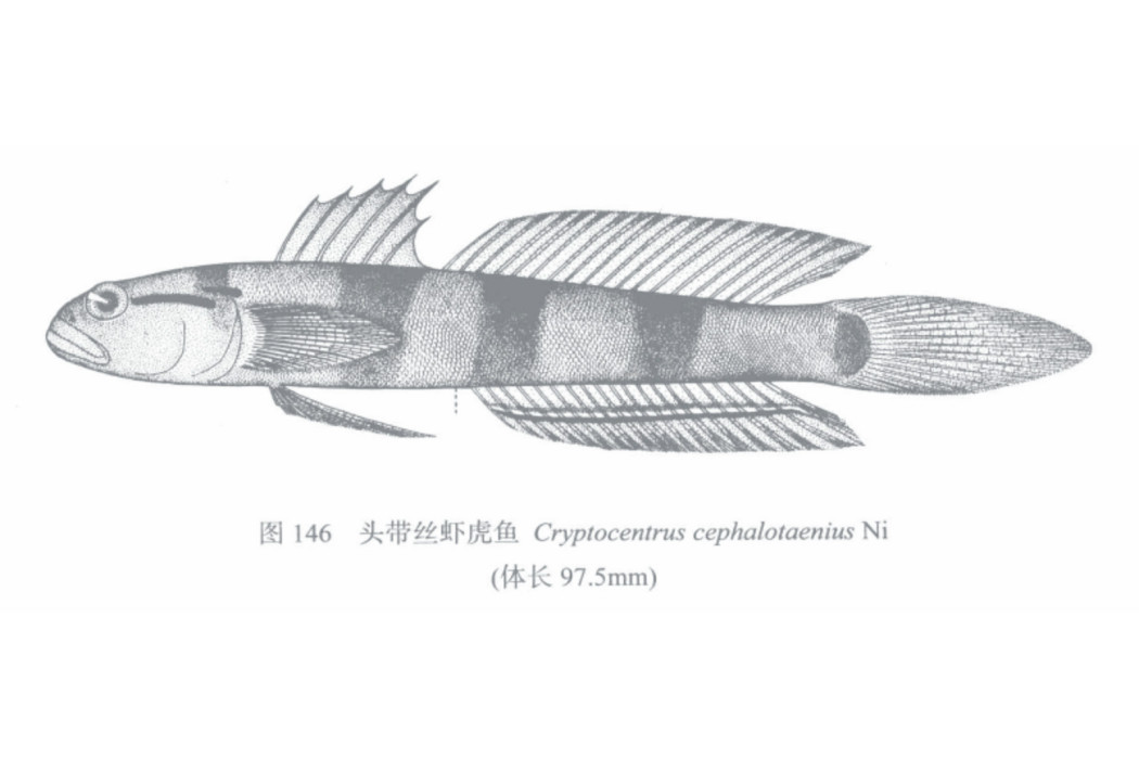 頭帶絲蝦虎魚