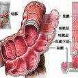 結腸生理結構