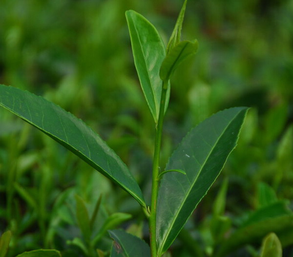 安溪色種茶