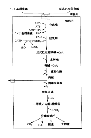 左旋肉鹼(L-肉鹼)