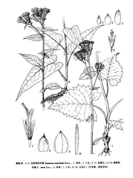 烏蘇里風毛菊(烏蘇里風毛菊（原變種）)