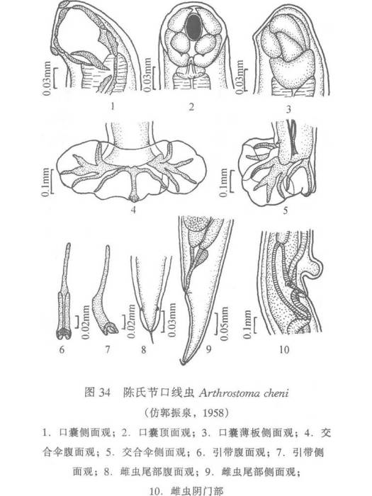 湖南節口線蟲