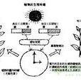 光周期誘導