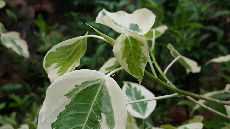 花葉菩提榕