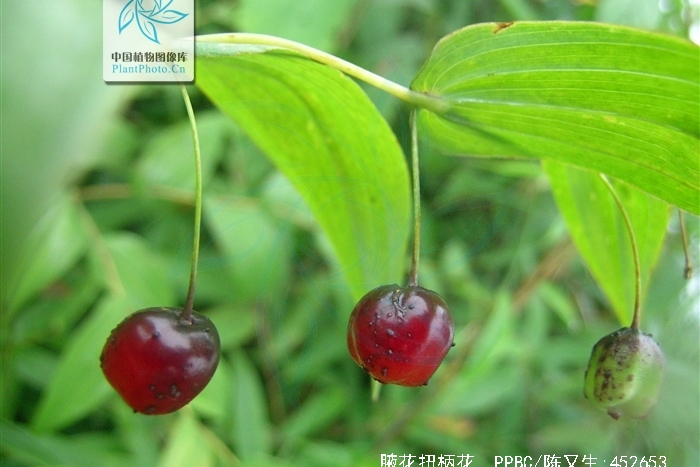 腋花扭柄花