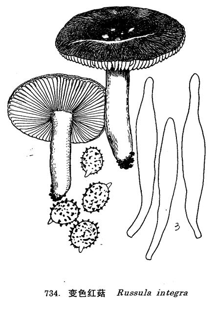 變色紅菇(變色紅菇)